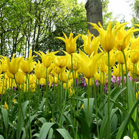 parrot tulips