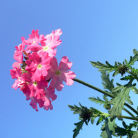 pink flower