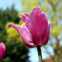 pink spring