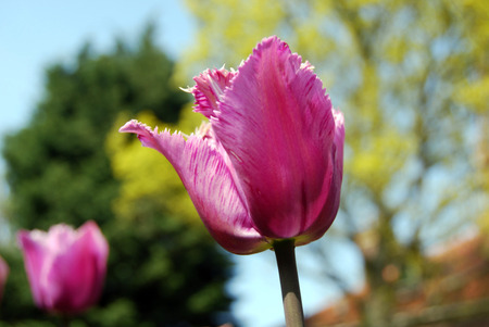 pink spring - pink, fancy, tulip, flower, spring