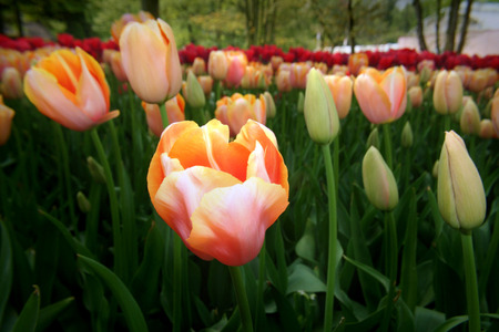 pretty in pink - flower, pink, tulip, spring, fancy