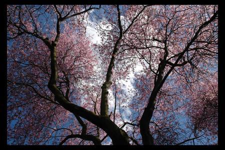 Spring Tree  - blue, spring, pink, tree, sky