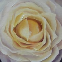 Cream Rose