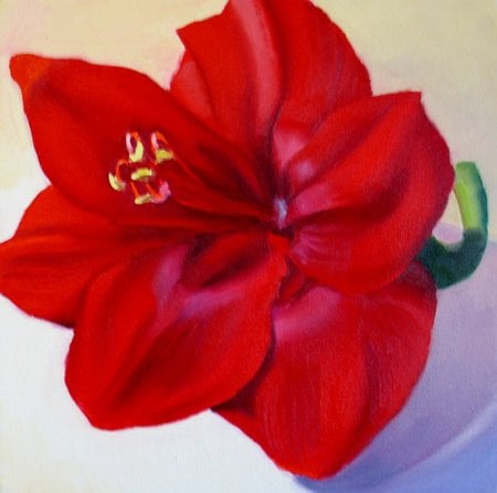 Amaryllis  - amaryllis, flower, red