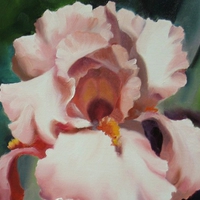 Pink Iris