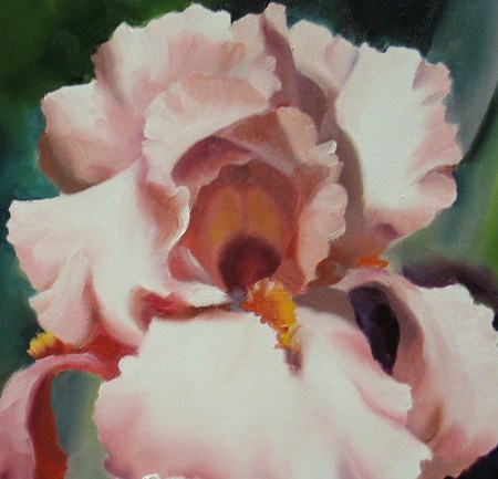 Pink Iris