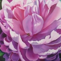 Pink Peony in Light