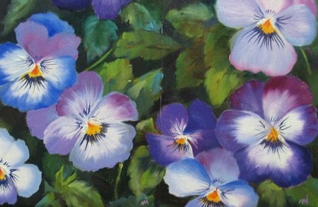 Pansies of Early Spring - purple, flowers, blue, pansies