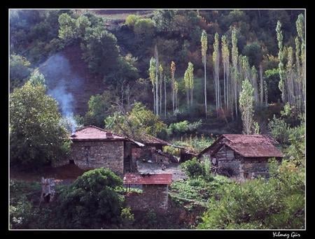 village - forest