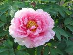 tree peony