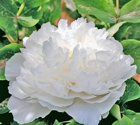 tree peony - peony