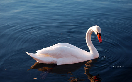 Swan in Widescreen - widescreen, wds, lake, swan