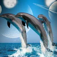 Moons And Dolphins