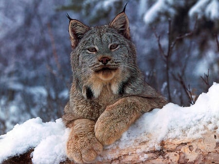 Lynx - winter, cat, lynx, snow