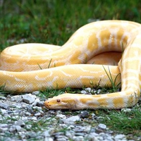 albino python