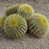 Cactus Flowers