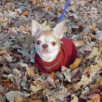 Autumn Leaf Chihuahua