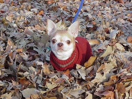 Autumn Leaf Chihuahua - park, chihuahua, leaves, autumn