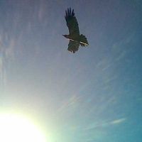 Meteor Crater Bird