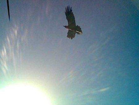 Meteor Crater Bird - sky, southwest, bird, sun