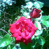 Red Rose