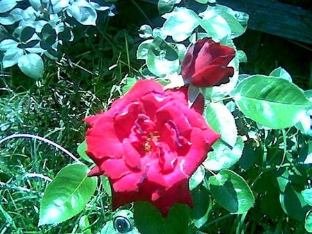 Red Rose - flowers, nature