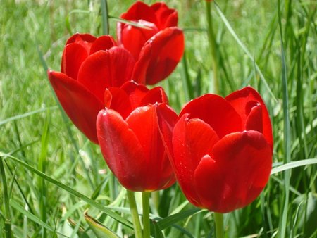 Red Flowers - flowers, field, grass, nature