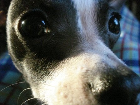 Puppy Close Up - cute, puppy, chihuahua