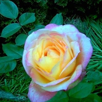 Pink Yellow Rose