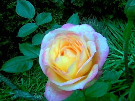 Pink Yellow Rose - nature, field, rose, flower