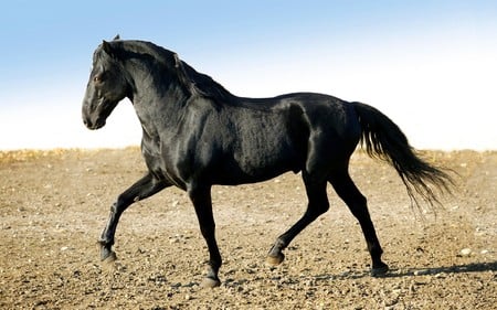 Black Horse - horse, black horse