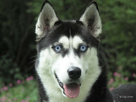 siberian husky - siberian husky, dog, eyes, blue eyes, husky, huskies, icey eyes