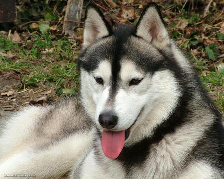 siberian husky - husky, siberian husky, dog, huskies