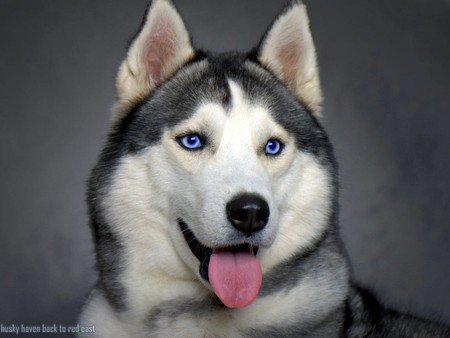 Siberian Husky - siberian husky, dog, husky, huskies