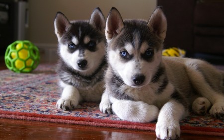 siberian husky puppies - carpet, animals, eyes, blue eyes, wallpaper, siberian husky, dog, wall, huskies, husky, dogs, house, photo, photograph, siberian, puppies