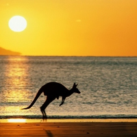 seaside kangaroo 