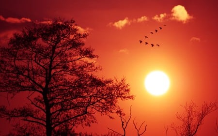 Red sky - sky, red, sun, tree, birds