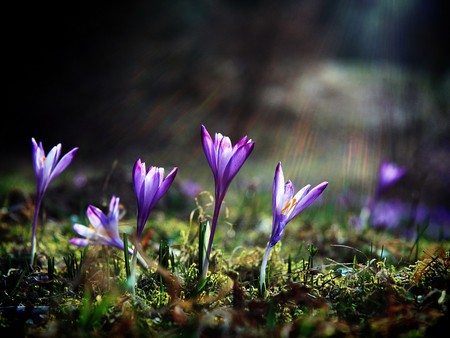 Crocus - nature, crocus, flowers, light