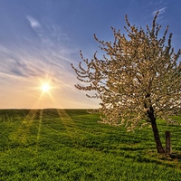 cherry tree