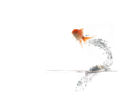 jumping - fish, jumping