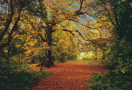 forest autumn - forests, trees, nature, color, autumn