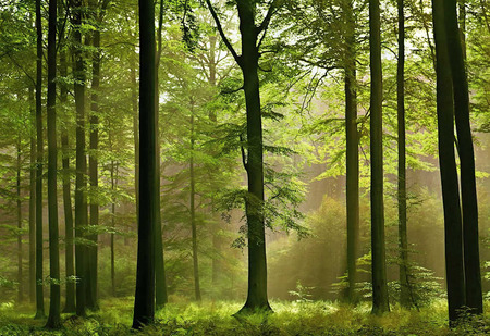 Forest - forests, trees, light, nature