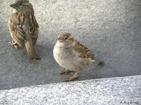 Tiny birds  - wings, brown, gray, birds