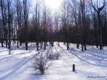 Forest in the snow