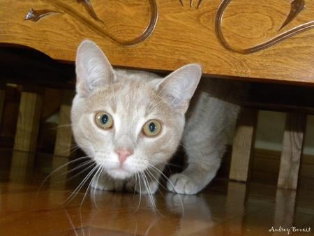 Simba is camera shy - domestic cat, orange, whiskers, couch