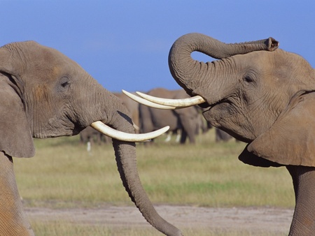 elephant duel  - duel