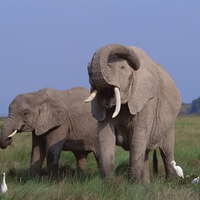 elephants and birds 