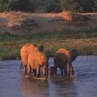 elephants in the sunset