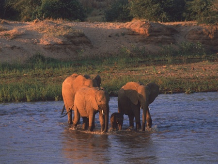 elephants in the sunset - sunset