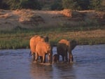 elephants in the sunset